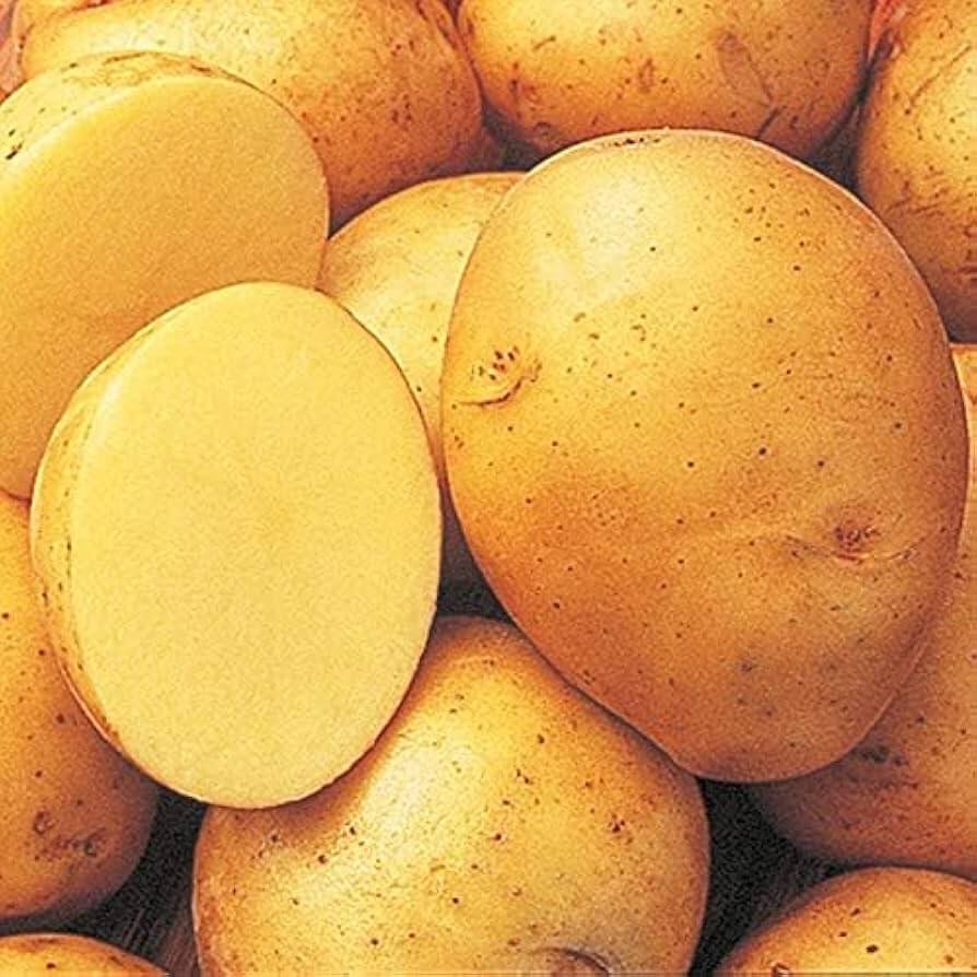 Yellow Potato Seeds