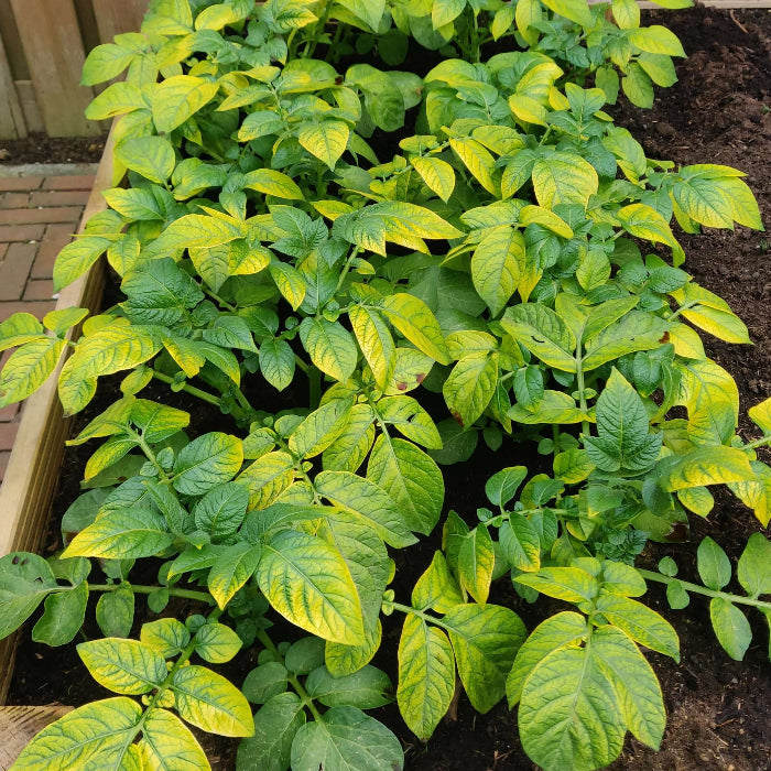 Yellow Potato Seeds