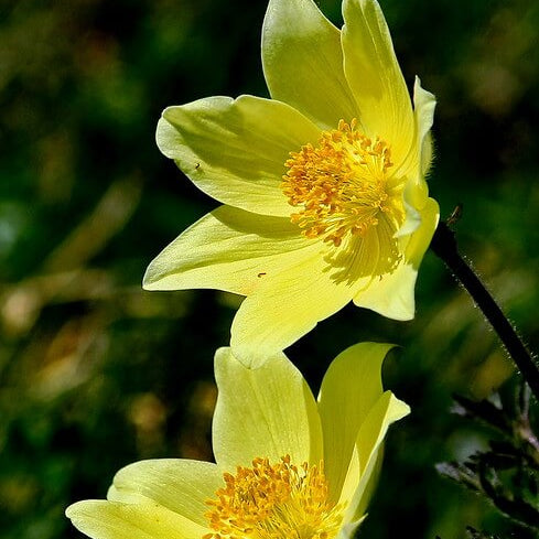 Yellow Pulsatilla Anemone Seeds 