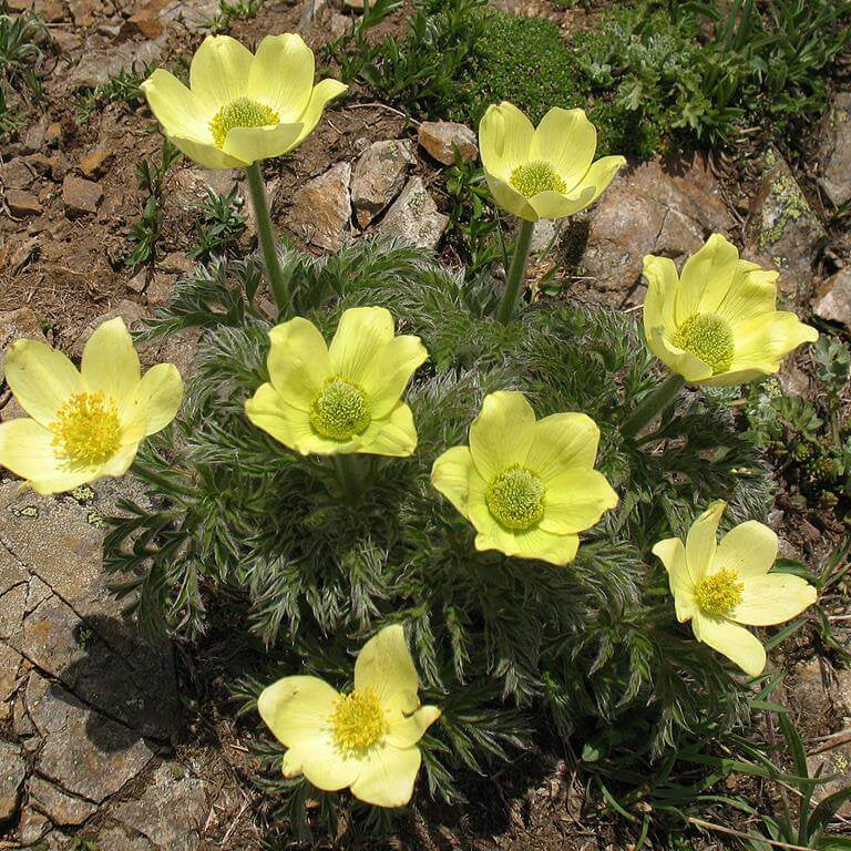 Yellow Pulsatilla Anemone Seeds 
