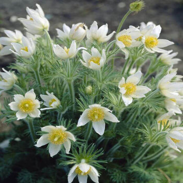 Yellow Pulsatilla Anemone Seeds 