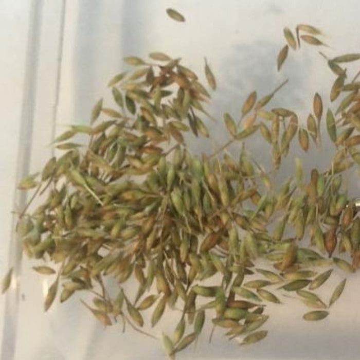 Yellow Pulsatilla Anemone Seeds 