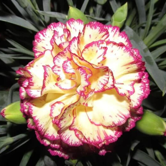 Yellow Purple Carnation Seeds
