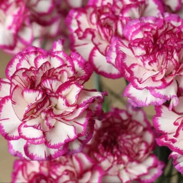 Yellow Purple Carnation Seeds