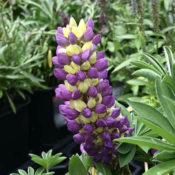 Yellow & Purple Lupine Seeds