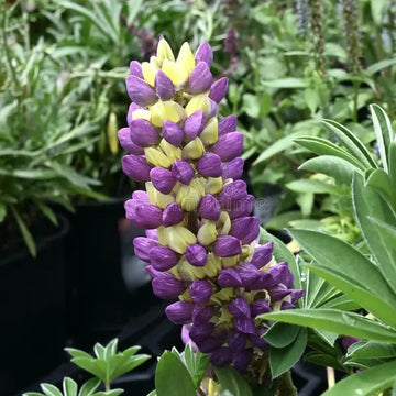 Yellow & Purple Lupine Seeds