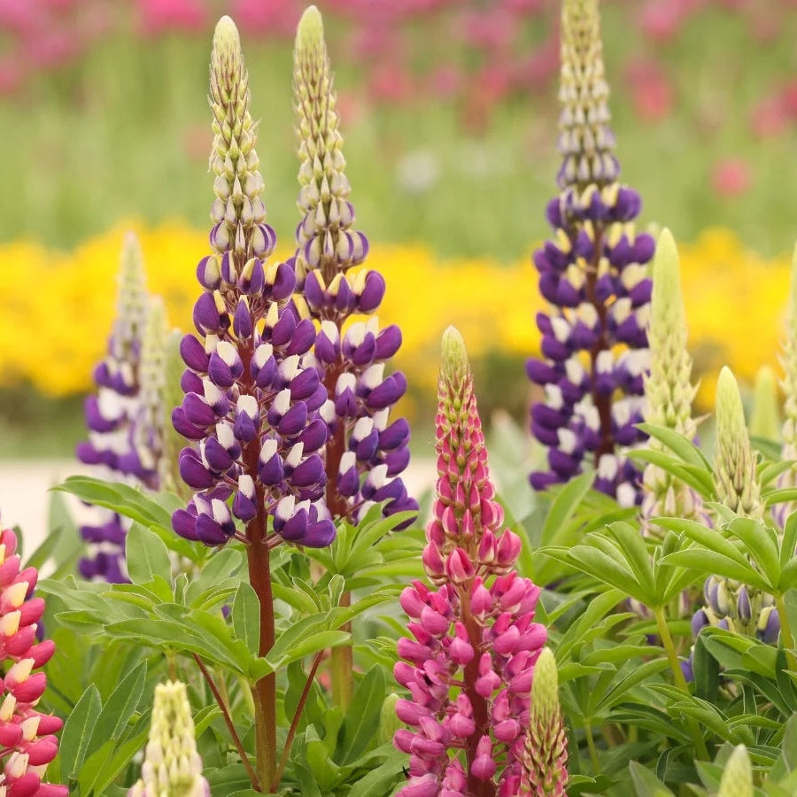 Yellow & Purple Lupine Seeds
