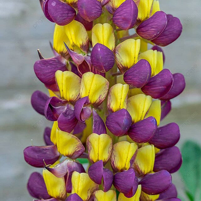 Yellow & Purple Lupine Seeds