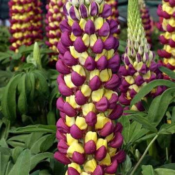 Yellow & Purple Lupine Seeds