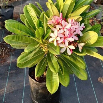 Yellow Purple Plumeria Seeds
