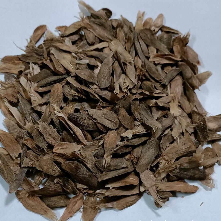 Yellow Purple Plumeria Seeds