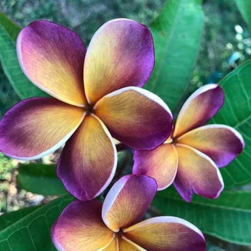 Yellow Purple Plumeria Seeds - Flower Plant