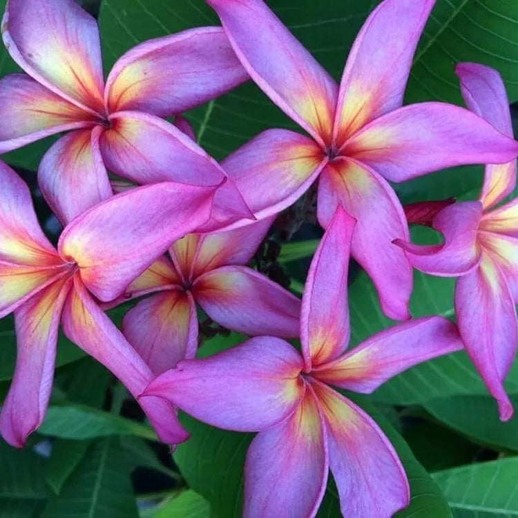 Yellow Purple Plumeria Seeds - Flower Plant
