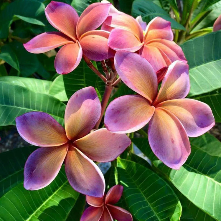 Yellow Purple Plumeria Seeds - Flower Plant