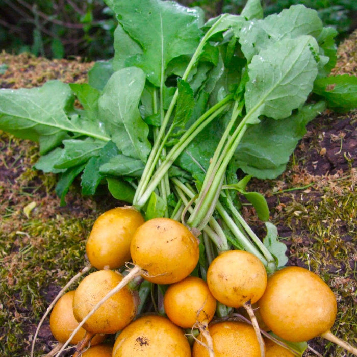 Yellow Radish Seeds
