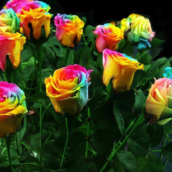 Yellow Rainbow Rosa Seeds 