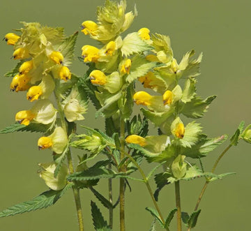 Yellow Rattle Seeds