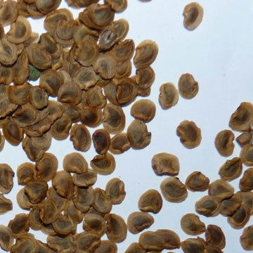 Yellow Rattle Seeds