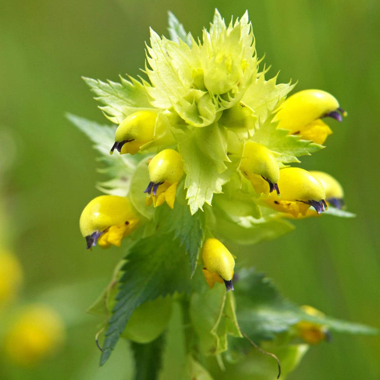 Yellow Rattle Seeds - Flower Plant