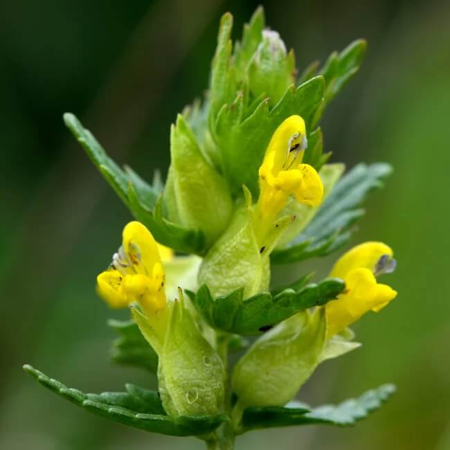Yellow Rattle Seeds - Flower Plant