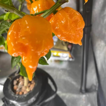 Yellow Reaper Pepper Seeds