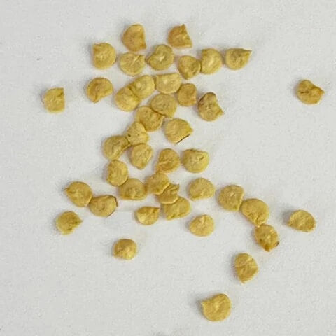 Yellow Reaper Pepper Seeds