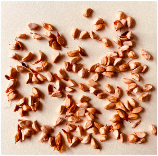 Yellow Red Climbing Rosa spp. Seeds