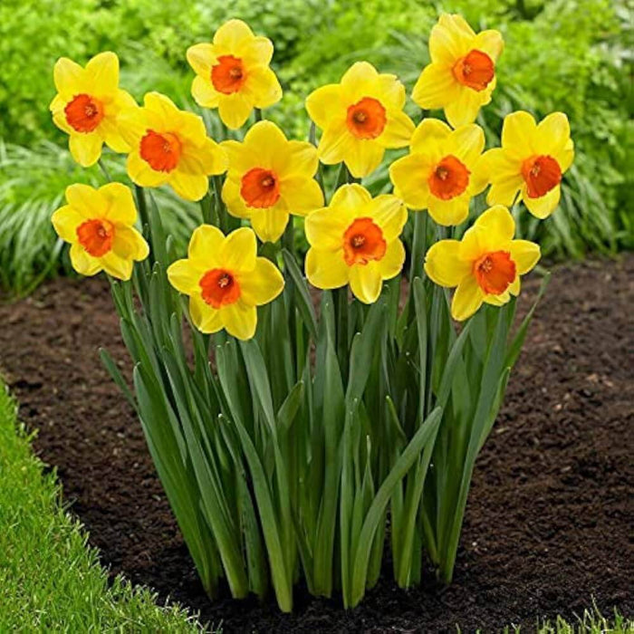 Yellow Red Devon Daffodil Seeds