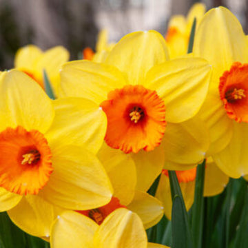 Yellow Red Devon Daffodil Seeds