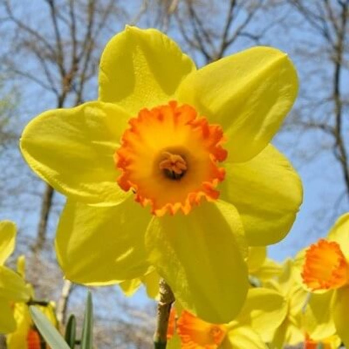 Yellow Red Devon Daffodil Seeds