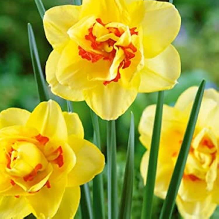 Yellow Red Double Petals Narcissus Daffodil Seeds