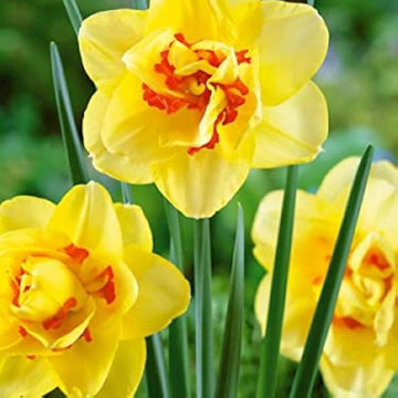 Yellow Red Double Petals Narcissus Daffodil Seeds