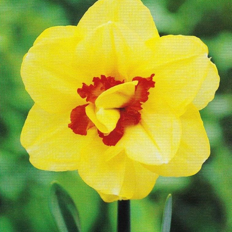 Yellow Red Double Petals Narcissus Daffodil Seeds