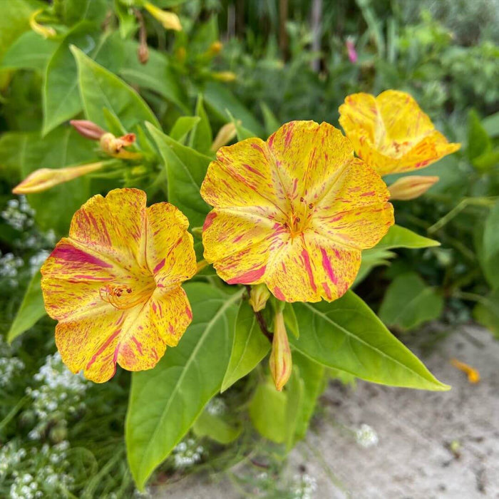 Yellow Red Four O'Clock Seeds
