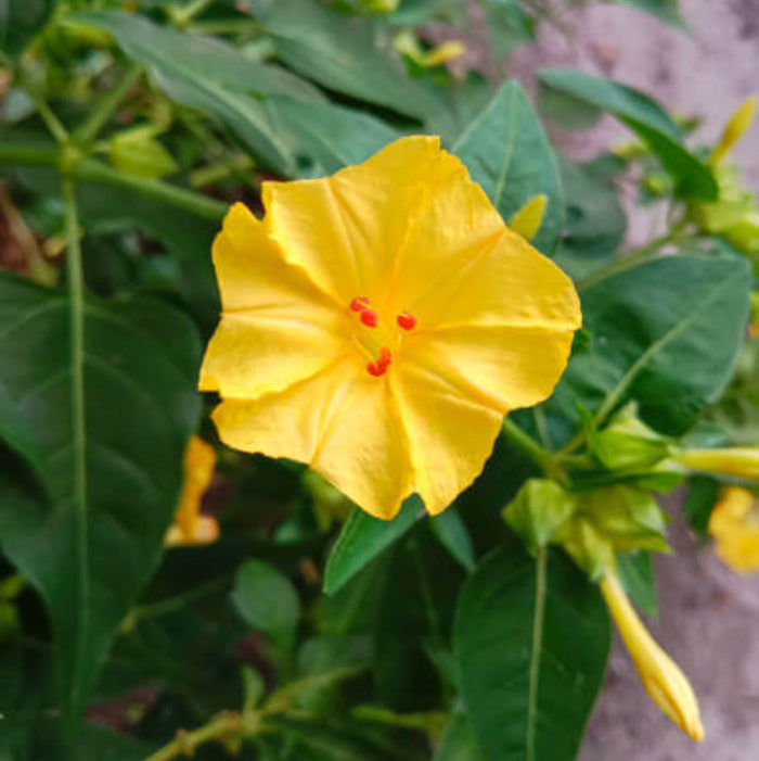 Yellow Red Four O'Clock Seeds