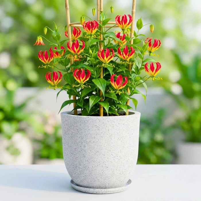 Yellow Red Gloriosa Lily Seeds