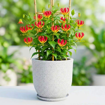 Yellow Red Gloriosa Lily Seeds
