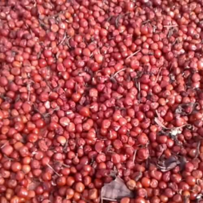 Yellow Red Gloriosa Lily Seeds