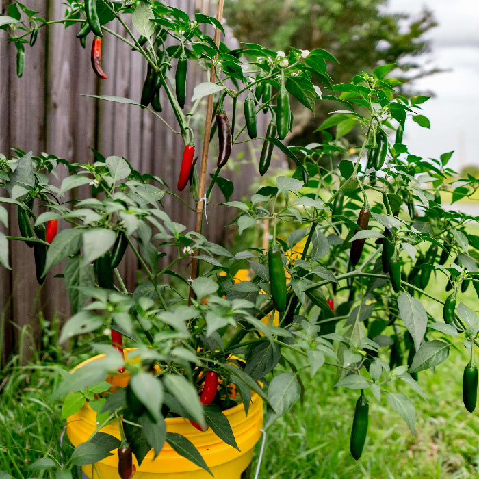 Yellow Red Serrano Pepper Seeds 