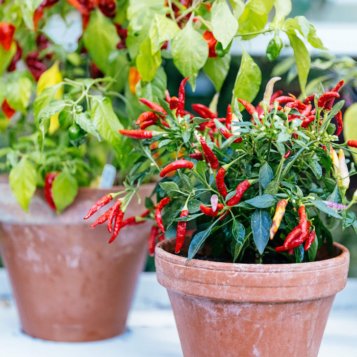 Yellow Red Serrano Pepper Seeds 