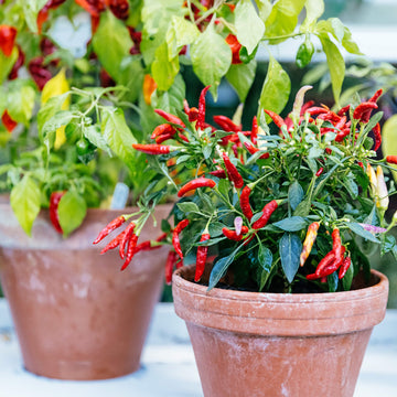 Yellow Red Serrano Pepper Seeds 