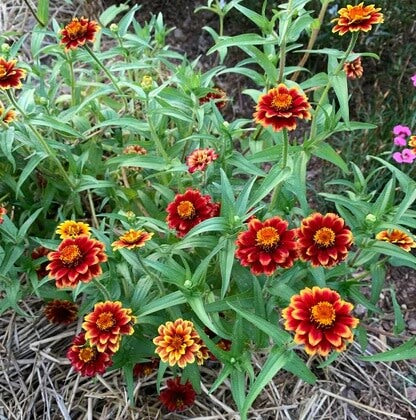 Yellow Red Zinnia Seeds