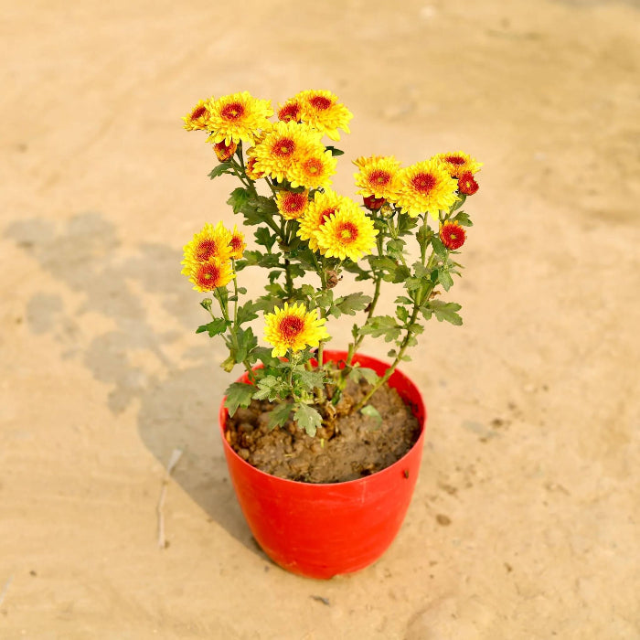 Yellow Red chrysanthemum Seeds