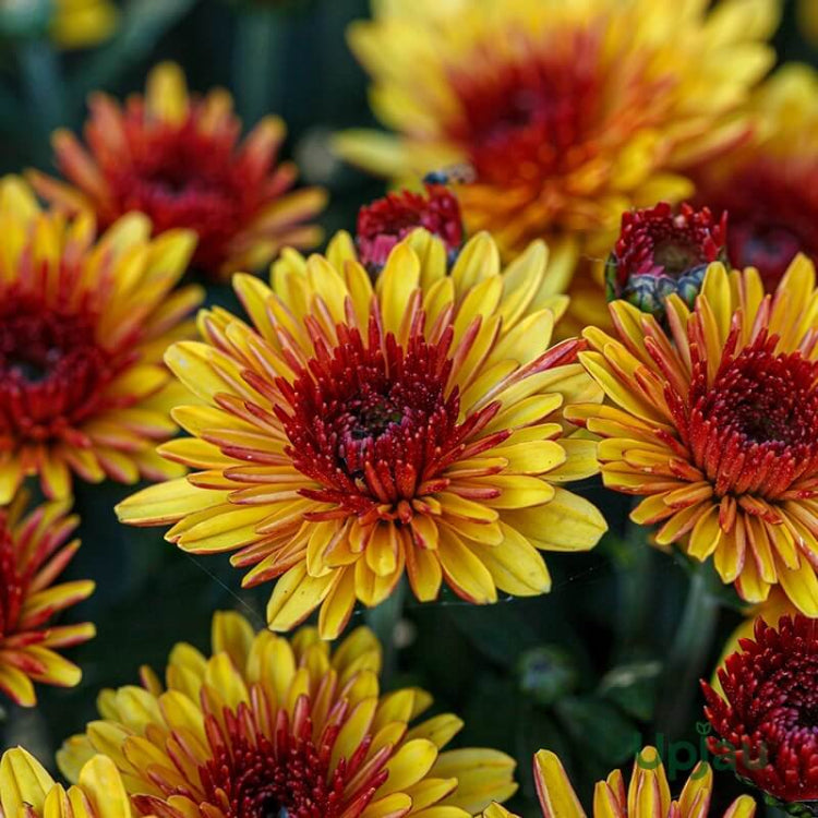 Yellow Red chrysanthemum Seeds