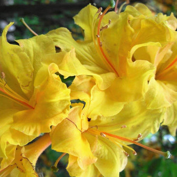 Yellow Rhododendron Azalea Seeds