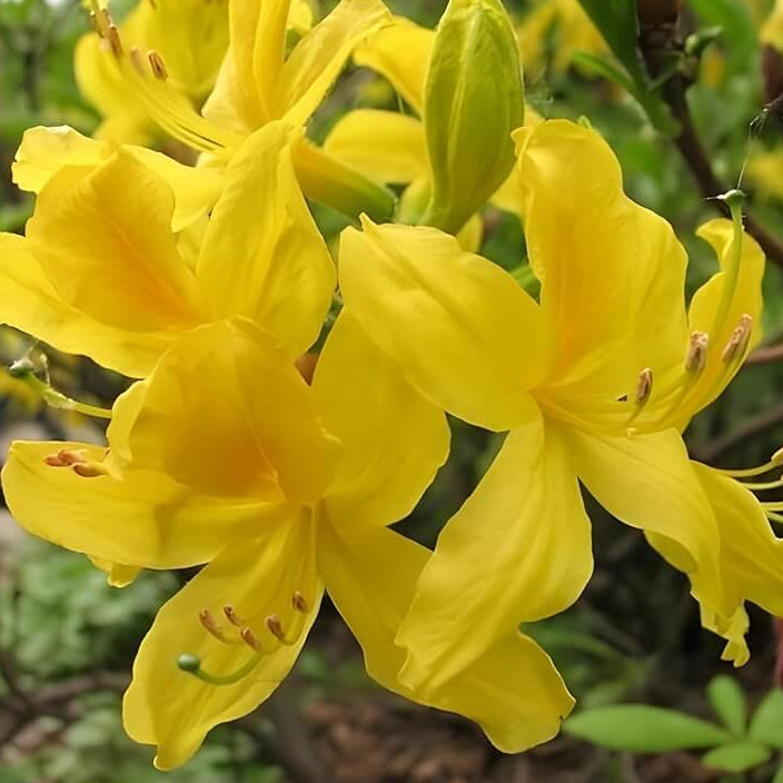 Yellow Rhododendron Azalea Seeds