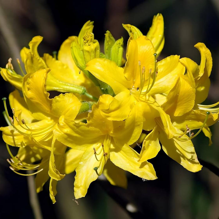 Yellow Rhododendron Azalea Seeds