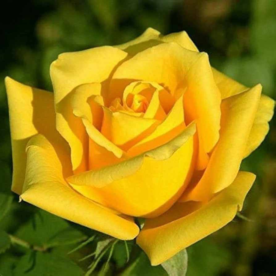 Yellow Rose Seeds