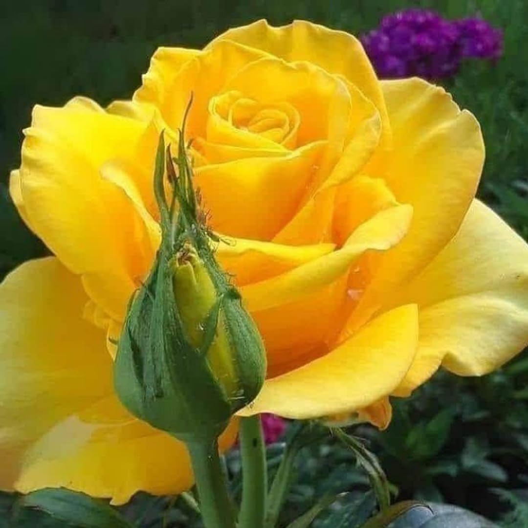 Yellow Rose Seeds