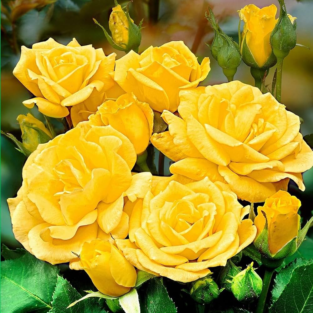 Yellow Rose Seeds